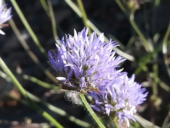 Jasione blepharodon