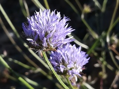 Jasione blepharodon