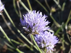 Jasione blepharodon