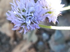 Jasione blepharodon