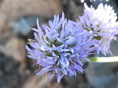 Jasione blepharodon