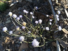 Jasione blepharodon