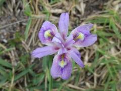 Moraea australis