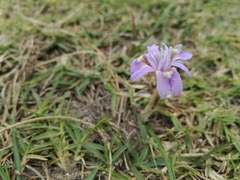 Moraea australis