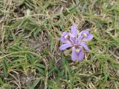 Moraea australis