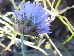 Jasione blepharodon