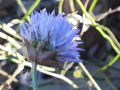 Jasione blepharodon