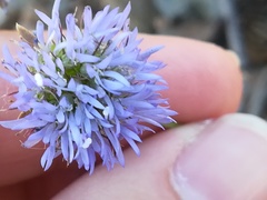 Jasione blepharodon