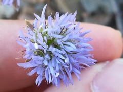 Jasione blepharodon
