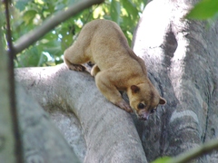 Kinkajou photo 5