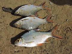 Barbonymus schwanefeldii