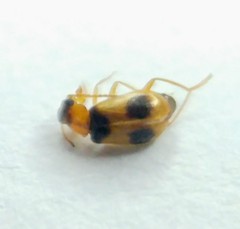 Colotes flavocinctus