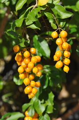 Duranta erecta