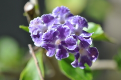 Duranta erecta