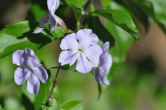 Duranta erecta