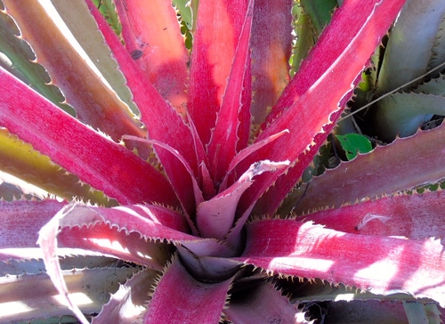 Bromelia hemispherica (Bromelia hemispherica)