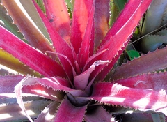 Bromelia hemisphaerica