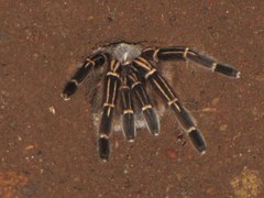 Aphonopelma seemanni
