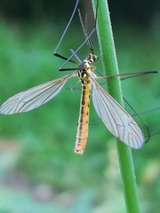 Nephrotoma flavescens