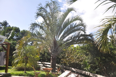Dypsis decaryi