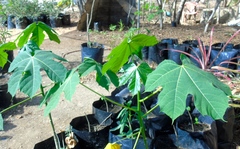 Cnidoscolus elasticus