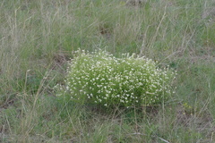 Crambe aspera