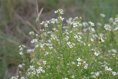 Crambe aspera