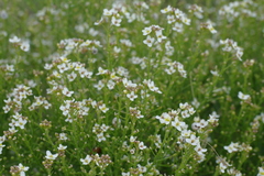 Crambe aspera