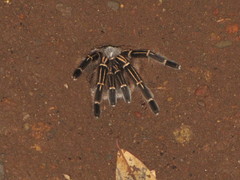 Aphonopelma seemanni