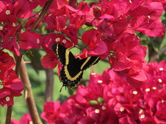 Papilio garamas garamas