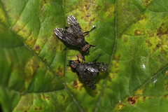 Platystoma seminationis