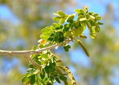Piptadenia obliqua