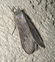 Cucullia intermedia