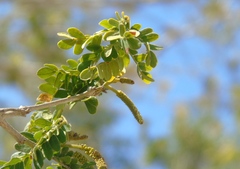 Piptadenia obliqua