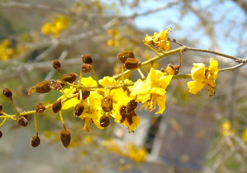Image of Cenostigma eriostachys by (c) Francisco Farriols Sarabia, some rights reserved (CC BY)