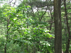 Corylus sieboldiana mandshurica