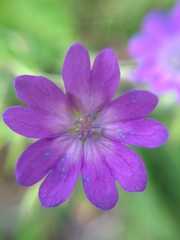 Geranium