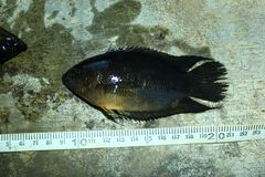 Java Combtail photo 5