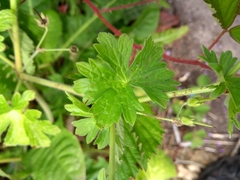 Geranium