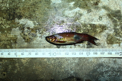 Rasbora kalochroma