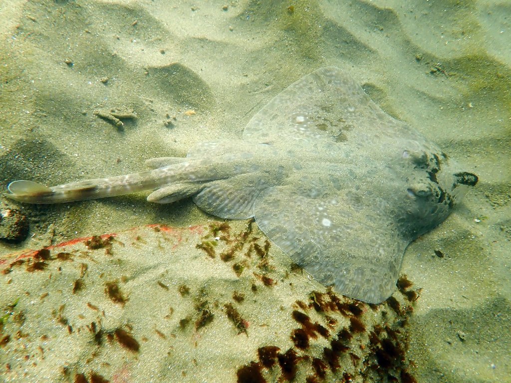 Denticulate Skate