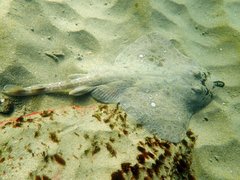 Denticulate Skate photo 1