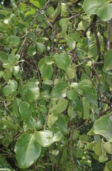 Dendrophthoe trigona