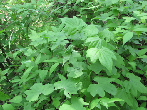 Image of Dioscorea nipponica by (c) Jens-Christian Svenning, some rights reserved (CC BY)