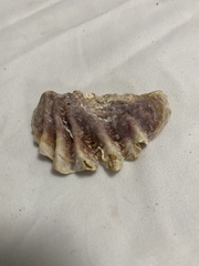 Plicatula gibbosa
