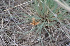 Colchicum triphyllum