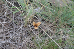 Colchicum triphyllum