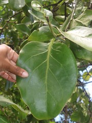 Dendrophthoe trigona