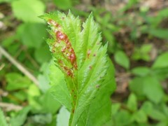 Dysaphis crataegi