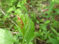 Dysaphis crataegi